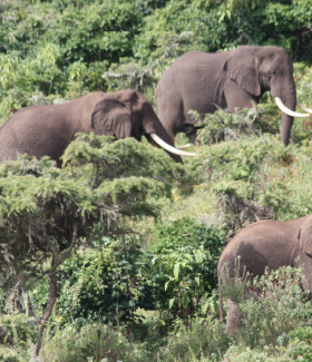 TANZANIA WILDLIFE SAFARI